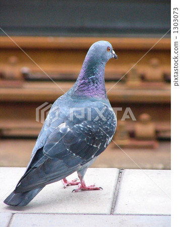 图库照片: 在鸽子后面