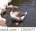 Duck 1303077