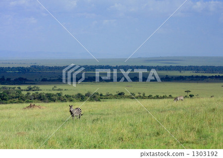 Zebra in the prairie Zebra in the prairie 1303192