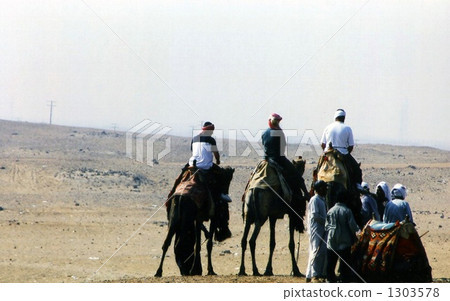 沙漠 駱駝 有篷的車輛 1303578