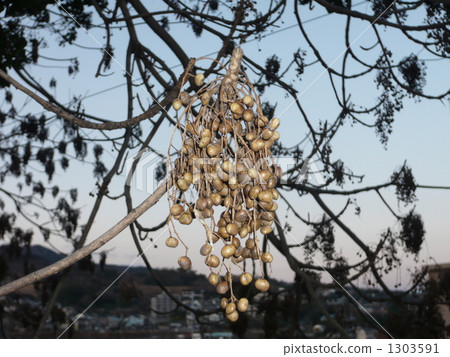 Sendan's fruit 1303591