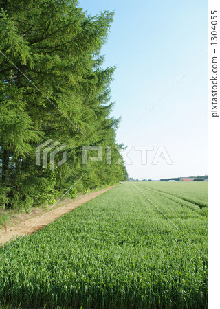 larch forest, wheat field, windbreak 1304055