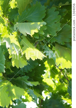 the leaf of an oak tree, clear, fine 1304056