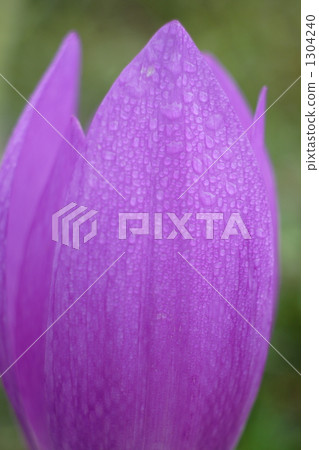 Corticam的花瓣 Corticam的花瓣 1304240