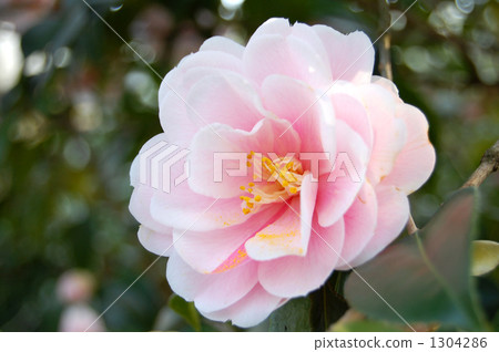 Tsubasa，Wang Ori的園藝品種 1304286