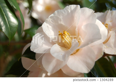Horticultural varieties of Tsubaki, AIUGAI 1304289