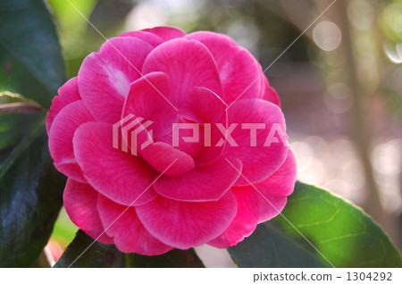 Tsubaki園藝品種，半開風車 1304292