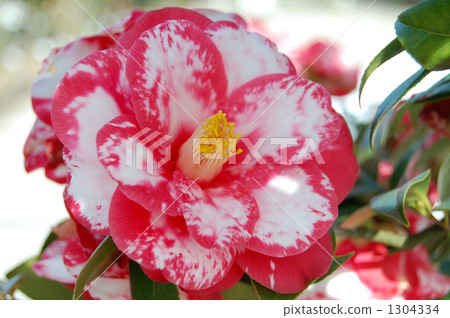 Tsubaki garden cultivar, Kurume camellia, full bloom justice 1304334
