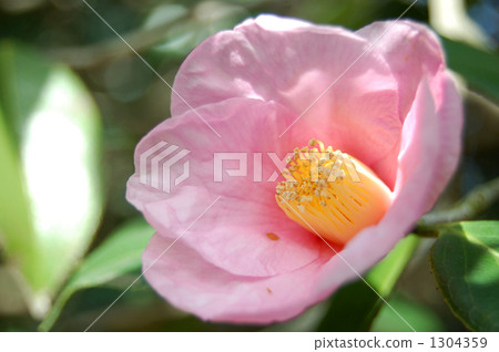 Tsubaki，Shusuke Koza，Taro人群，Yuraku的園藝品種 1304359