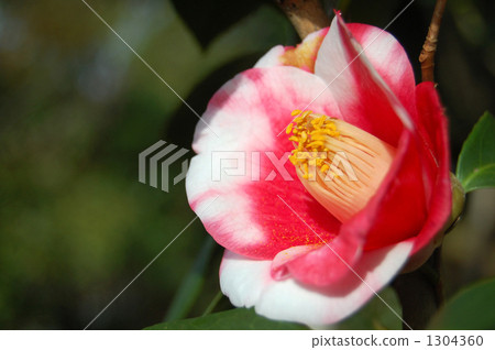 Tsubaki gardening variety, Kurume camellia, Yukuhashi Tamanoura 1304360
