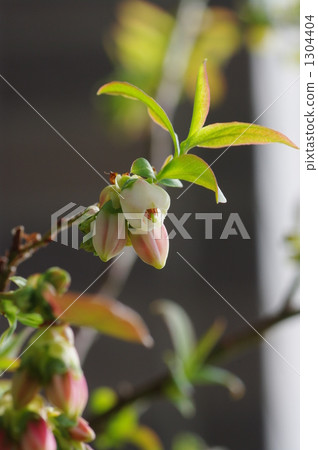 blueberries, blueberry, bud 1304404