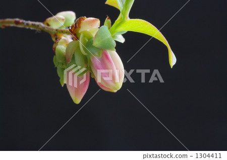 bilberry, bilberries, billberry 1304411