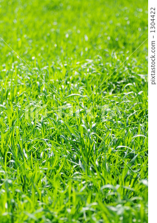 grass field, grassland, grasslands 1304422