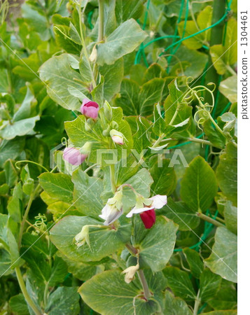 Silk flower flowers 1304461