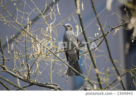 Bul and和Sophora（Enji）果實 1304943