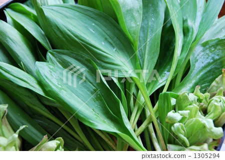 Granger garlic Granger garlic 1305294