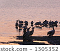 pelican, pelicans, avian 1305352