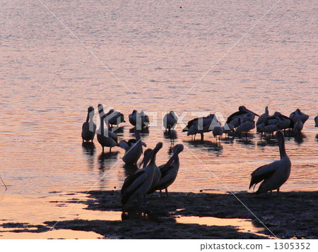 pelican, pelicans, avian 1305352