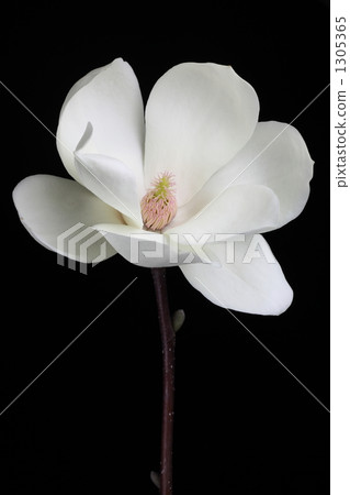 Haku Mokren Haku Mokren 1305365