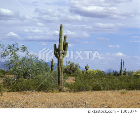 Hashira cactus Hashira cactus 1305374