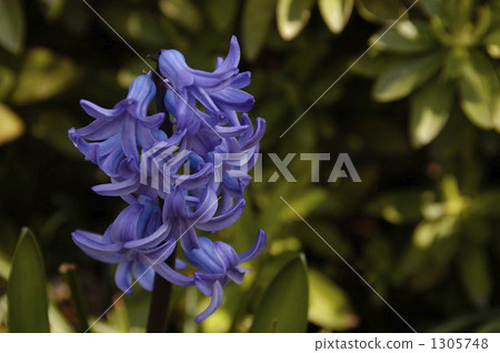 Purple hyacinth Purple hyacinth 1305748