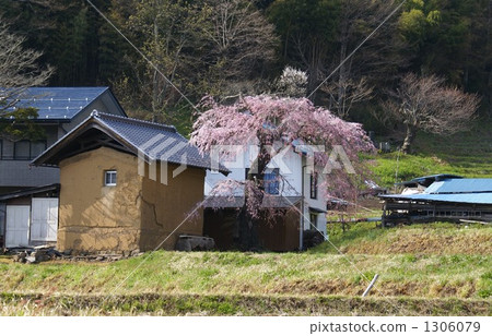 Shogo Takayama village holding and cherry blossoms (cherry blossom specified by village) Shogo Takayama village holding and cherry blossoms (cherry blossom specified by village) 1306079