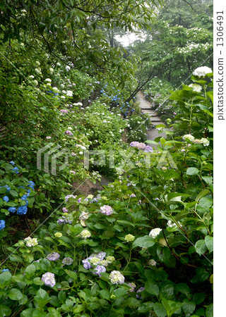 hydrangea hydrangea 1306491