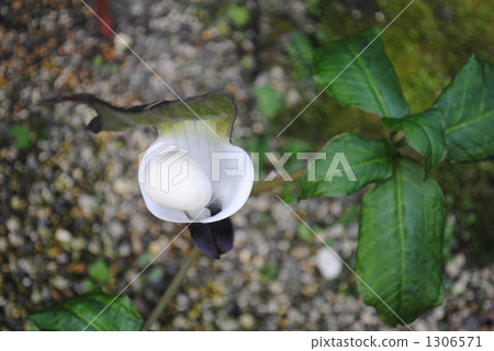 YUKIMOCHISOU 1306571