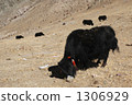 Grazing of yak 1306929