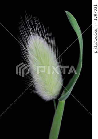 兔尾鼠 草地 草 1307031