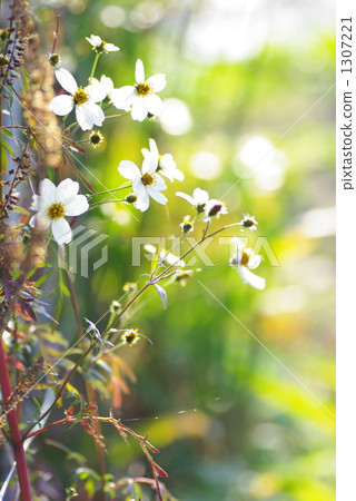 冬季宇宙 冬季宇宙 1307221