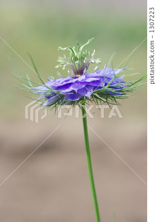 黑種草 黑種草 1307223