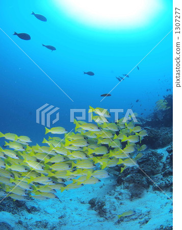 bluestripe snapper, maldives, maldive 1307277