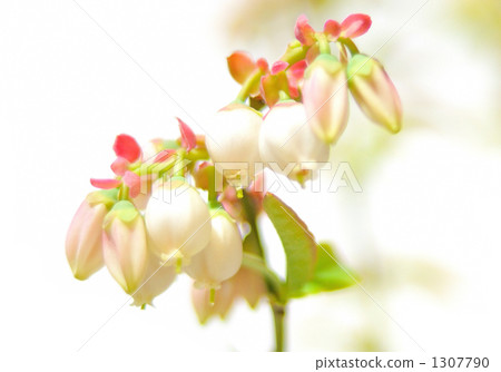 Blueberry (variety blue shower) flower (bud) Blueberry (variety blue shower) flower (bud) 1307790