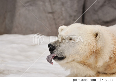 北極熊 舌頭 旭山動物園 1307944