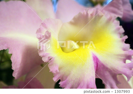 蘭花 1307993