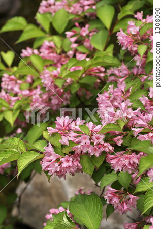 weigela hortensis, weigela, beniutsugi 1308090