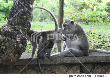 猴子的父母和孩子 1308092