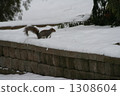 squirrel, squirrels, land mammals 1308604