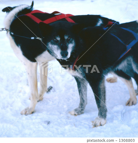 Alaska dog sled dog 1308803