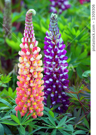 lupine, bloom, blossom 1309306