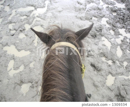 Horse riding horse-drawn from horse-riding horsehead 1309334
