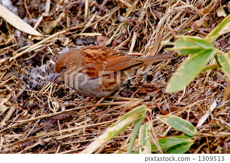 Japanese accentor Japanese accentor 1309513