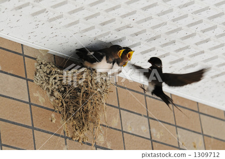 A chick that opens its mouth in a swallow's nest and waits for food, and a parent bird that carries food 1309712
