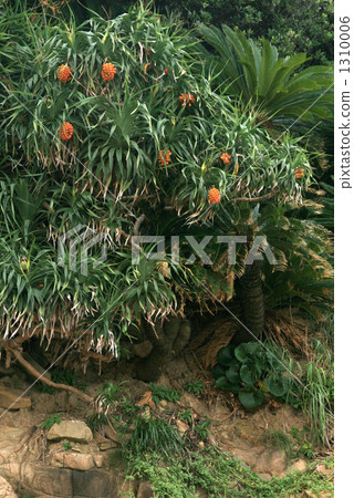 一群阿丹 1310006