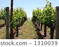 Vineyard of Napa Valley 1310039