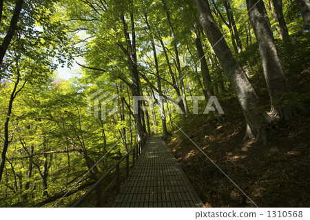 Aomori Shirakami mountain beech wild forest 1310568