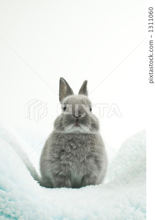 studio, indoor, mischief 1311060