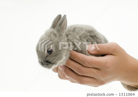 The Netherlands, hand, rabbit 1311064