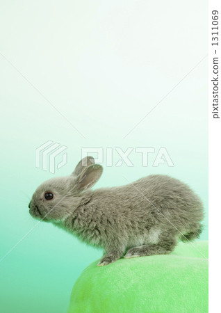 The Netherlands, rabbit, netherland dwarf 1311069